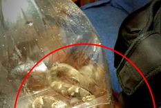 Susto La víbora encontrada.