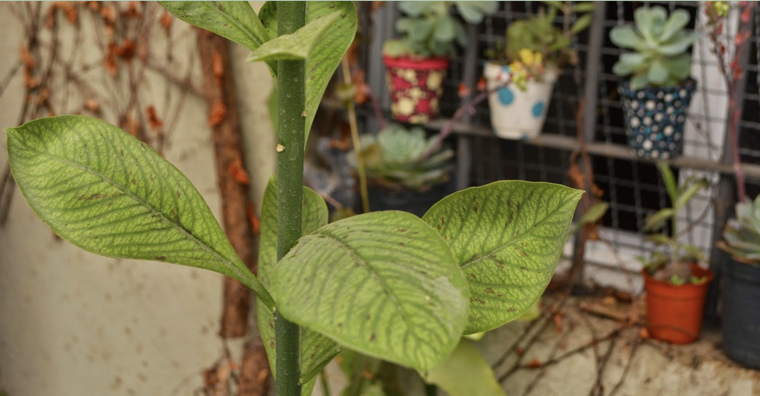 Esta planta también es tóxica para niños y adultos. Foto: Archivo MDZ