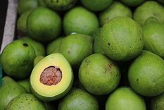 Palta