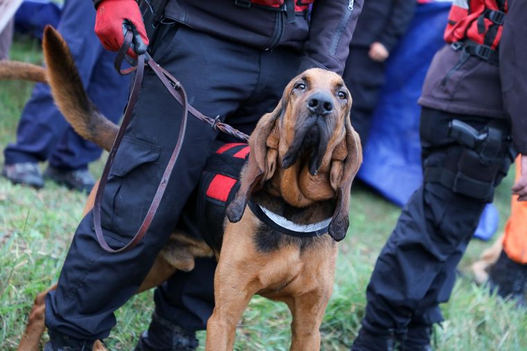 Este miércoles cinco binomios de bomberos y canes entrenados llegarán a la provincia de Corrientes para colaborar en las tareas de rastrillaje. Foto: NA