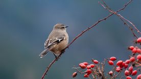 ¿Qué te quiere decir la calandria? ¿Qué te quiere decir la calandria?