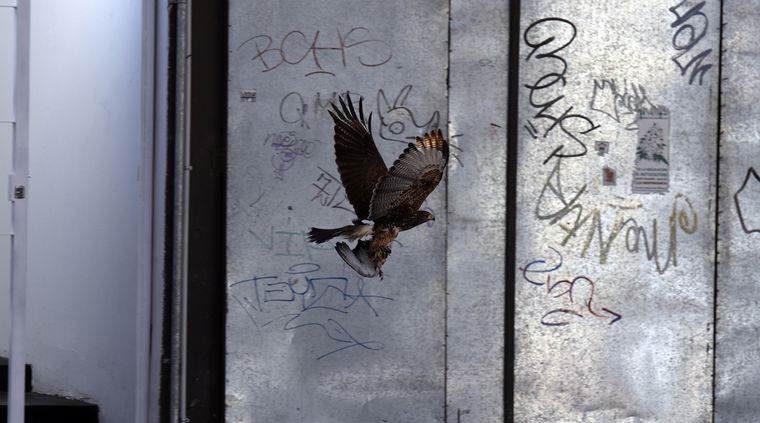 El ave rapaz en cuestión. Foto: ALF PONCE MERCADO / MDZ