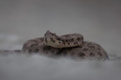 Un hombre fue mordido por una yarará en Uspallata. Un hombre fue mordido por una yarará en Uspallata.