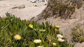 La playa es muy extensa y silenciosa Foto: captura de video IG Mar de Cobo