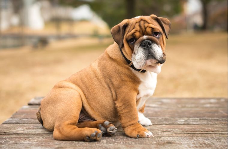 Perros Características del bulldog Foto: Shutterstock