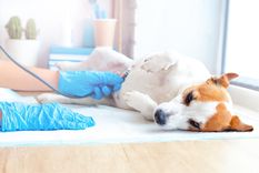 Conocé a qué edad hay que esterilizar a las mascotas, tanto perros como gatos Foto: shutterstock