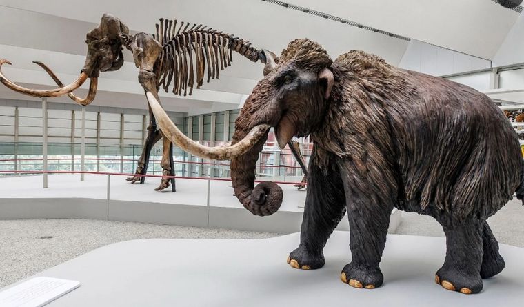 Así eran los mamuts de nuestra prehistoria. Foto: Efe.