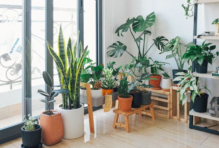 Las plantas de interior deben ser elegidas cuidadosamente. Foto: Pexels