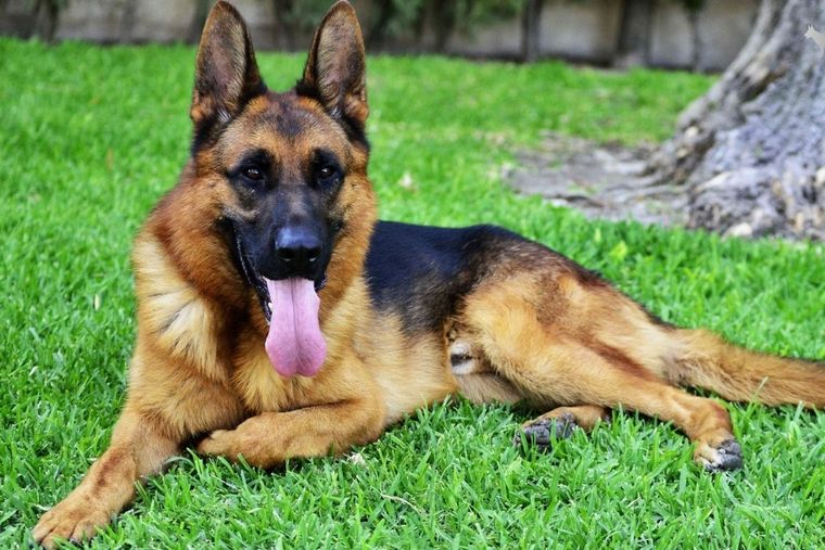 Pastor Alemán Foto: Mott