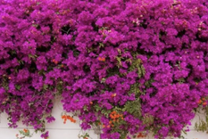 Si tienes una Santa Rita en tu jardín no te pierdas estos trucos para mantenerla bellísima todo el año Foto: Archivo