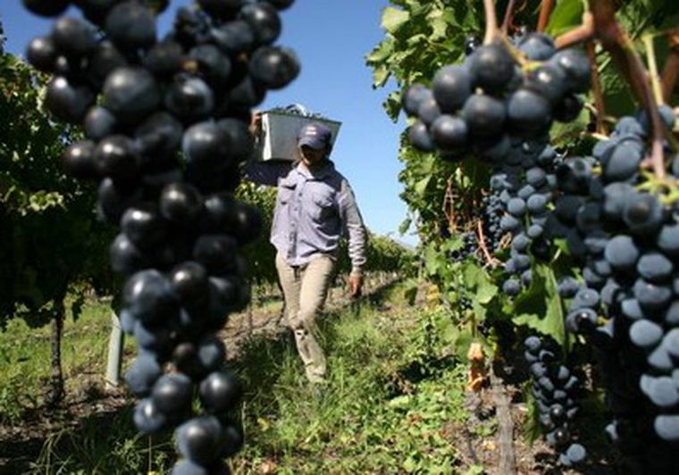 Hoy se presenta el estudio Impacto Económico de la Vitivinicultura Argentina.