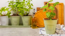La planta ideal para la cocina: soporta altas temperaturas y necesita pocos cuidados La planta ideal para la cocina: soporta altas temperaturas y necesita pocos cuidados