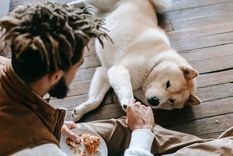 Mascotas Aprende a detectar dolencias en tus perros Foto: Pexels
