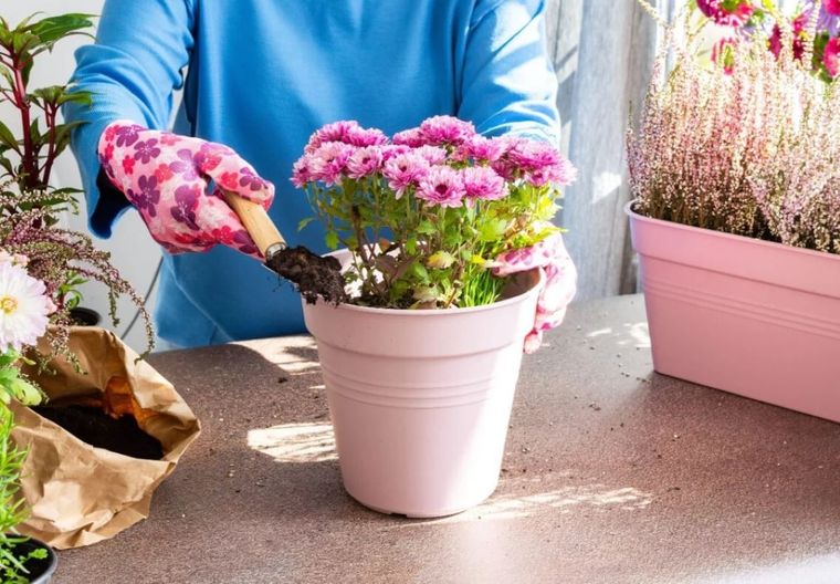 El interrogante de si las plantas tienen psiquismo es un tema de debate entre científicos y filósofos. Foto: Archivo MDZ