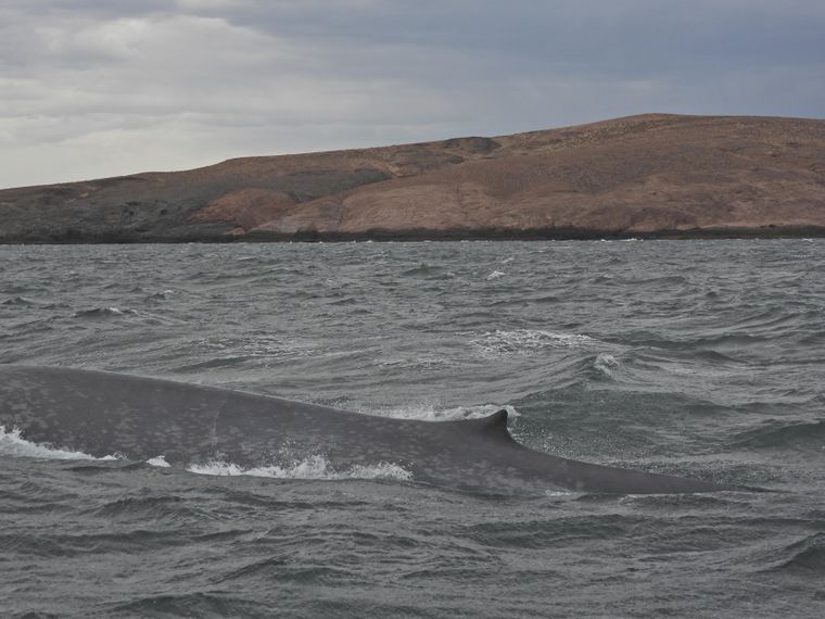 La ballena azul es el animal más grande del mundo.