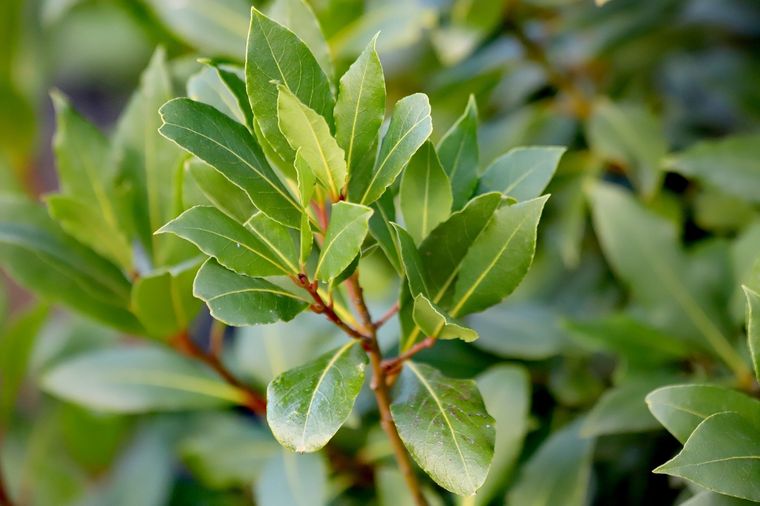 Jardinería. El laurel tiene muchos beneficios. Jardinería. El laurel tiene muchos beneficios.