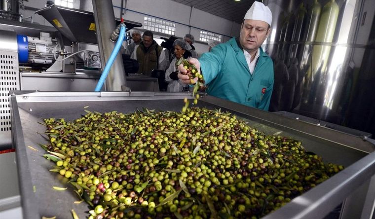 La cosecha de aceitunas ha sido menor en 2024 Foto: Efe.