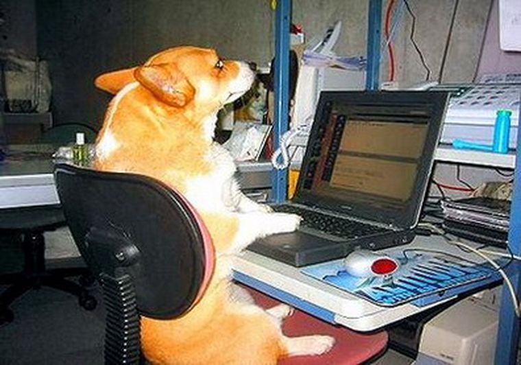 Perros y gatos tienen sus propios mitos. Foto: web