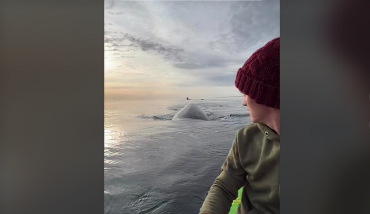 La pareja que compartió su encuentro cercano con ballenas en varios videos de Tik tok fue sancionada por Prefectura. Foto: Captura de video