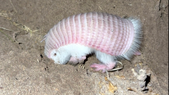Se trata del hallazgo del armadilo más pequeño del mundo. Foto: Prensa Energía y Ambiente Se trata del hallazgo del armadilo más pequeño del mundo. Foto: Prensa Energía y Ambiente