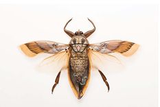 asombroso: arte sobre el exoesqueleto de los insectos