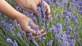 La lavanda puede vivir hasta 20 años en condiciones óptimas Foto: Shutterstock La lavanda puede vivir hasta 20 años en condiciones óptimas Foto: Shutterstock