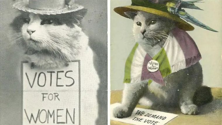 Postales con gatos de la campaña para el derecho de votar para las mujeres (de la colección de Ann Lewis y Myron Sponder). Foto: Ann Lewis y Myron Sponder