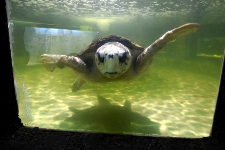 El tortugo Jorge en el acuario de la Ciudad de Mendoza. Foto: MDZ