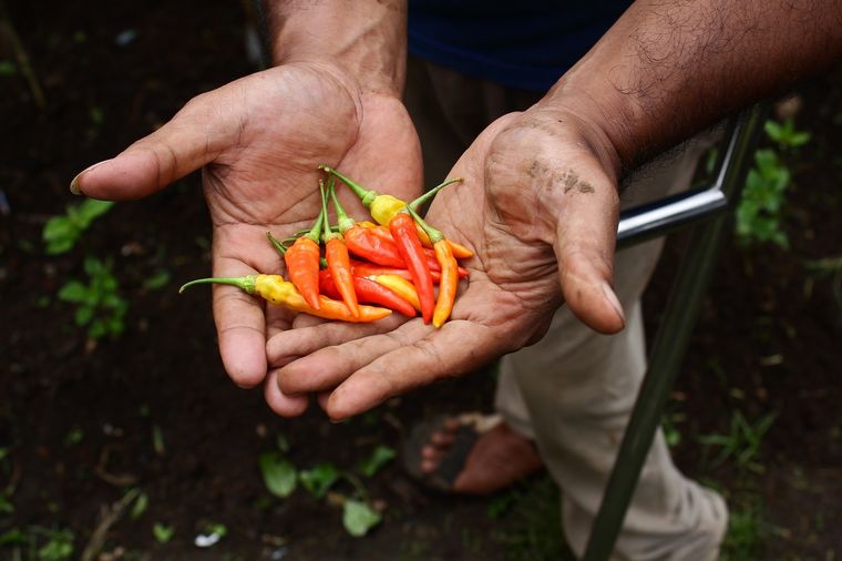 Los chiles son populares en la gastronomía internacional Foto: Shutterstock