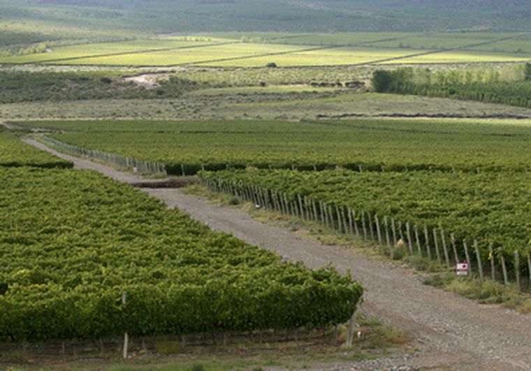 El malbec de Mendoza es uno de los mejores del mundo. Foto: Nacho Gaffuri / MDZ