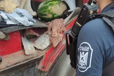 La iguana colorada rescatada en San Martín Foto: Ministerio de Seguridad de Mendoza