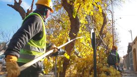 La calle Boedo estará cortada por trabajos de poda. La calle Boedo estará cortada por trabajos de poda.