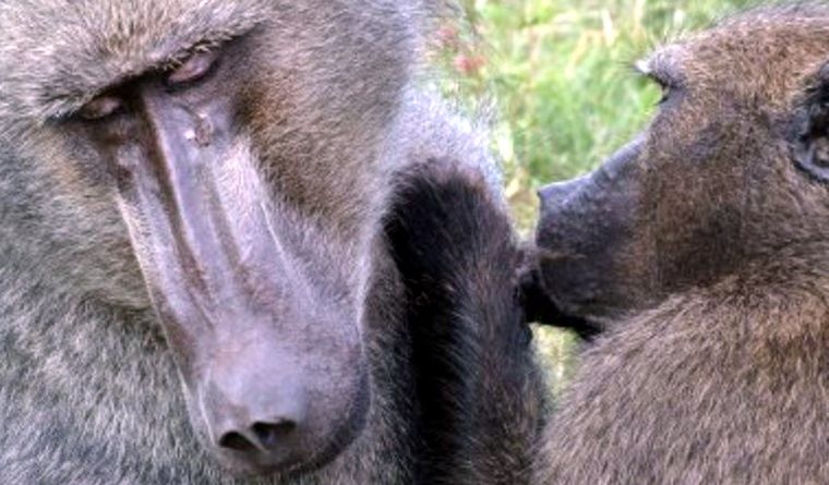 La mayoría de los estudios sobre los vínculos entre primates pasan por alto el papel crucial que las hembras. Foto: Dpa.