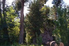 Como se ve en las fotos, el tronco es enorme Como se ve en las fotos, el tronco es enorme