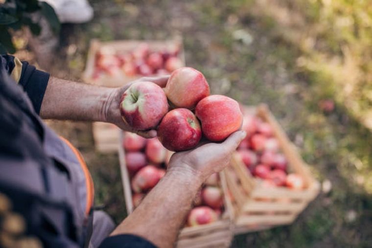 La producción de comida orgánica se abre paso en Mendoza. Foto: Imagen ilustrativa