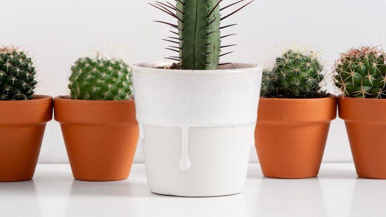 es importante proporcionar un buen drenaje para estas plantas del desierto porque no crecen bien en suelos con mucha humedad.. Foto: Pixabay