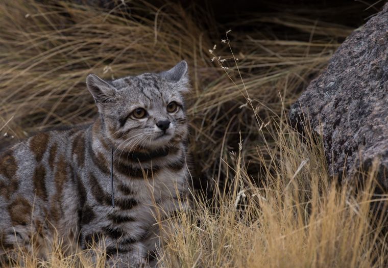 Desde el gato andino hasta la ranita del Pehuenche, varias especies de Mendoza enfrentan amenazas cada vez más difíciles de revertir. Desde el gato andino hasta la ranita del Pehuenche, varias especies de Mendoza enfrentan amenazas cada vez más difíciles de revertir.