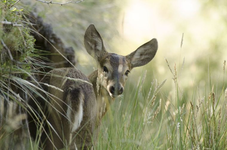 En la Patagonia, habita el huemul, un ciervo nativo que se encuentra en peligro de extinción Foto: Huilo Huilo