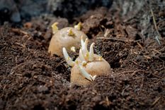 La mejor forma de plantas papas. Foto: Fuente: Shutterstock