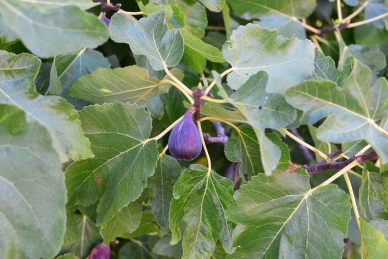 Higuera en el jardín. Higuera en el jardín.