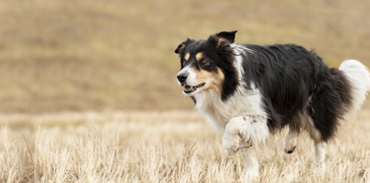 Los Border Collie pueden reconocer más de 200 palabras y entender muchas órdenes Foto: Shutterstock