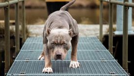 El dueño del pitbull, un hombre de 27 años, fue detenido por orden del fiscal de turno. Foto: MDZ