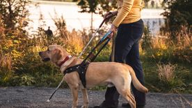 La Andis regula el uso de credenciales oficiales para garantizar el derecho de acceso y permanencia. Foto: Shutterstock La Andis regula el uso de credenciales oficiales para garantizar el derecho de acceso y permanencia. Foto: Shutterstock