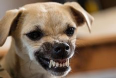 Mascotas Esta raza de perro es originaria de México Foto: Archivo MDZ