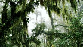 El paisaje de las yungas jujeñas cambia con la altura y ofrece una de las postales menos difundidas del norte argentino.