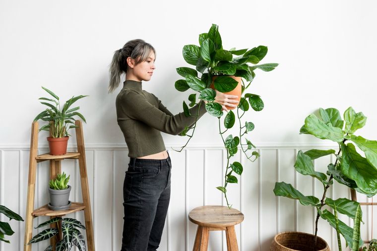Estas son las mejores plantas para atraer energía positiva al hogar Foto: Freepik