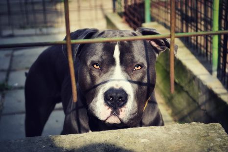 Dos pitbulls atacaron al sospechoso (imagen ilustrativa) Foto: Pixabay Cseszka