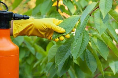 Este repelente casero es oro puro para las plantas del jardín Foto: Shutterstock Este repelente casero es oro puro para las plantas del jardín Foto: Shutterstock