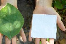el papel higienico del futuro: la planta que se usa como alternativa al papel sanitario en africa y ee.uu.