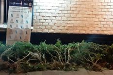 El joven había puesto un cerco eléctrico para cuidar su marihuana y fue lo que lo terminó matando El joven había puesto un cerco eléctrico para cuidar su marihuana y fue lo que lo terminó matando
